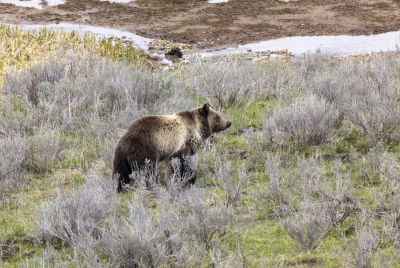 Grizzly Bear May 2025